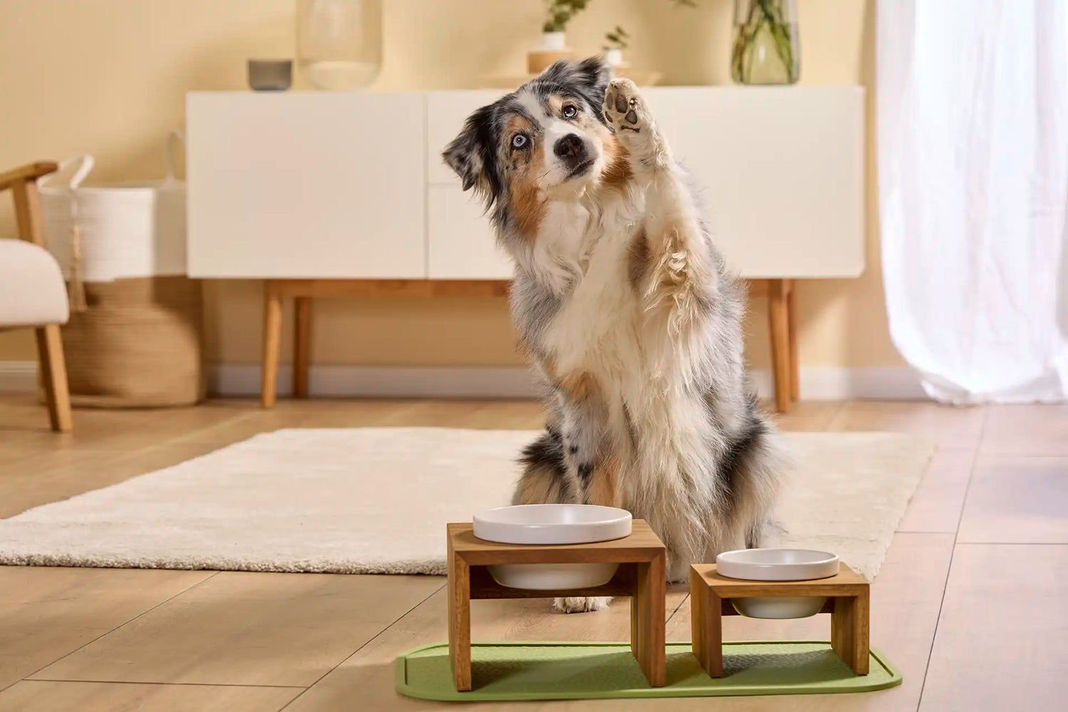 Pet Bowls/Feeding