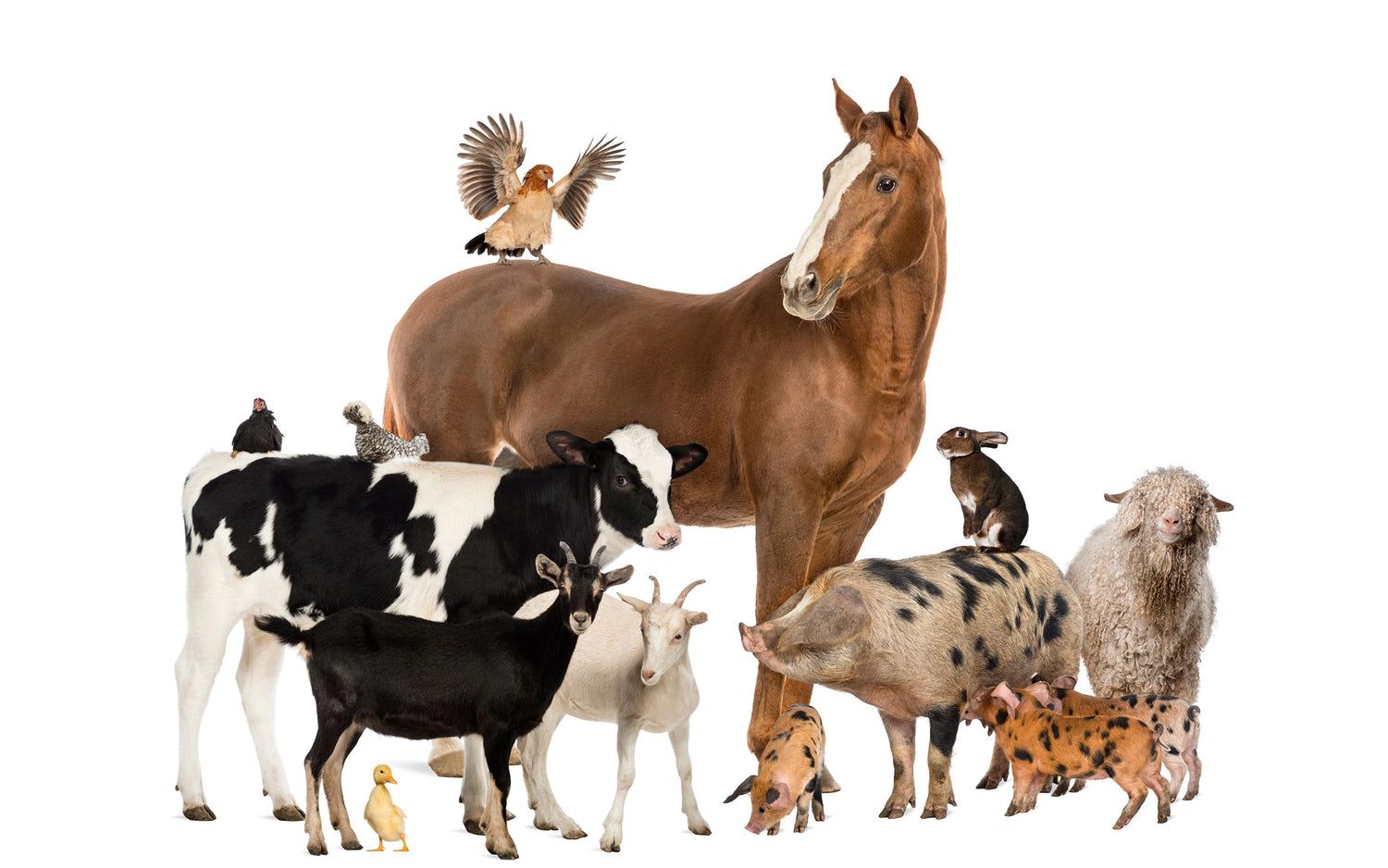 Livestock