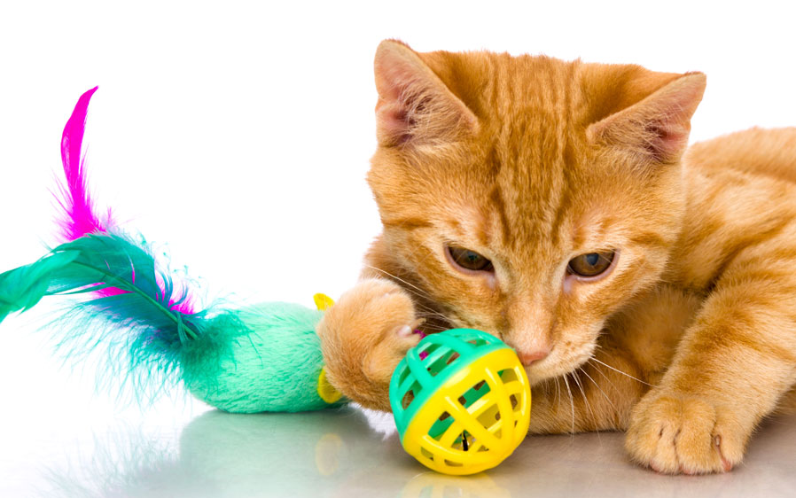 Cat Toys