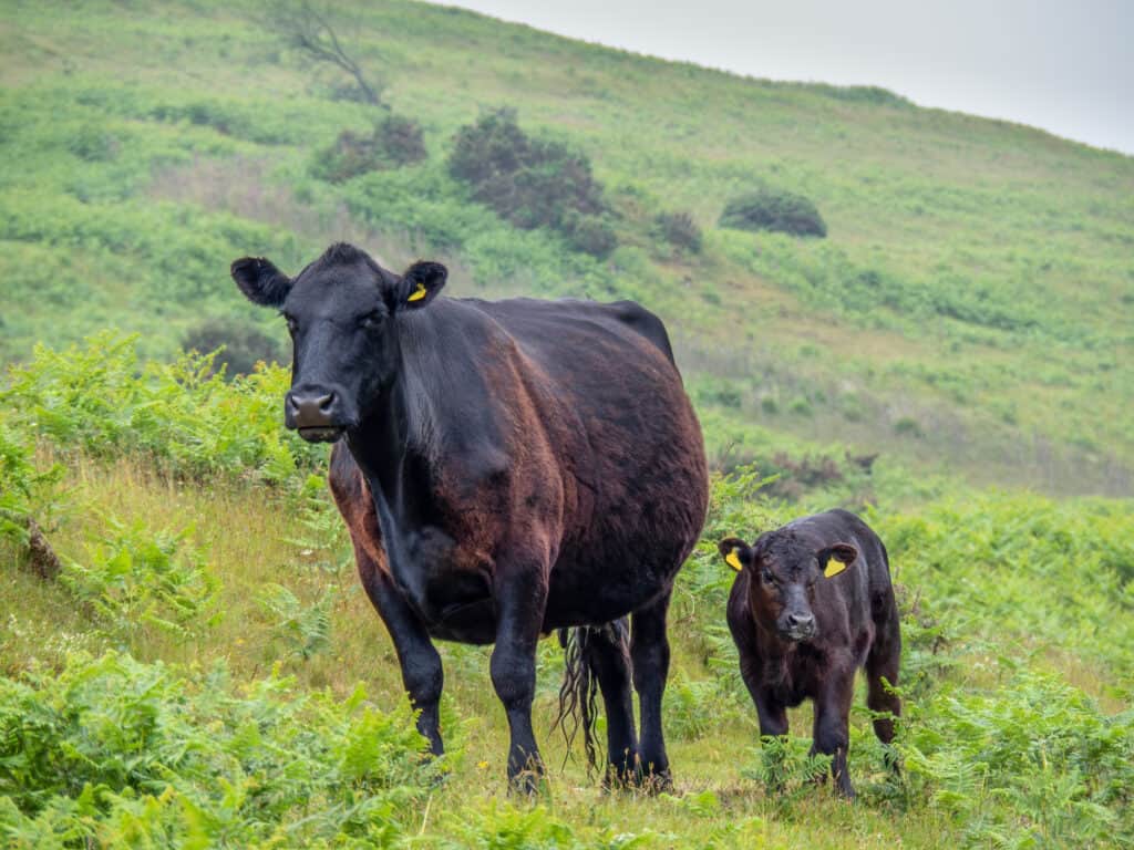 Cattle