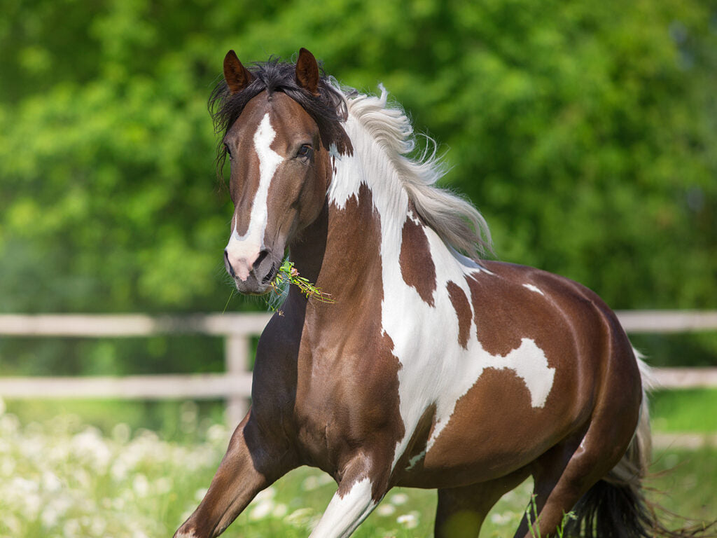 Horses