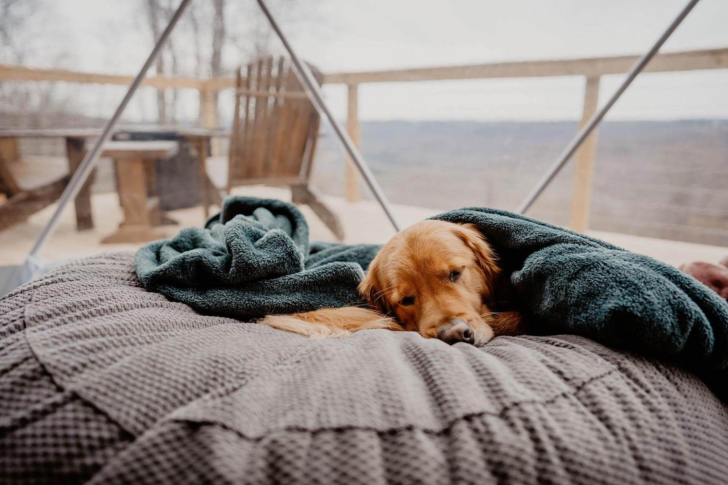 Beds/Blankets