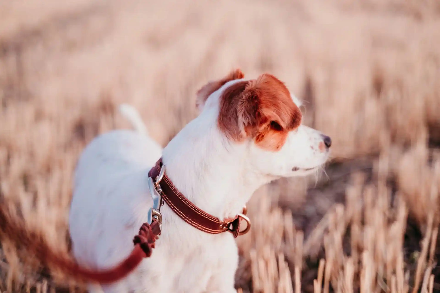 Collars/Leashes